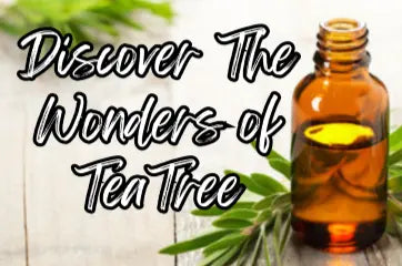 Highlighting-the-Wonders-of-Tea-Tree-Essential-Oil Northridge Oak