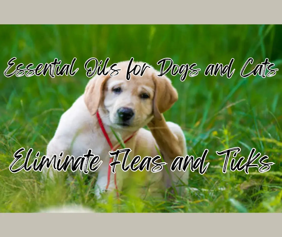 A dog scratching itself with its hind leg, likely due to flea infestation. The dog appears to be uncomfortable and irritated. The headline of the Photo says Essential Oils for Dogs, Essential Oils for Cats, Eliminate Fleas and Ticks