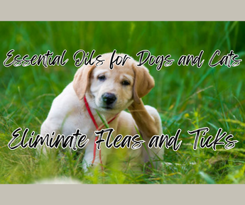 The Power of Nature: Essential Oils as Effective Flea and Tick Repellents