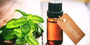 Discover-the-Refreshing-Power-of-Peppermint-Essential-Oil-A-Versatile-Remedy-for-Health-and-Wellness Northridge Oak