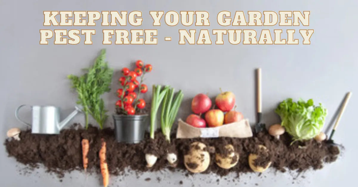 Keeping-Your-Garden-Pest-Free-the-Natural-Way-Essential-Oils-for-Effective-Pest-Control Northridge Oak