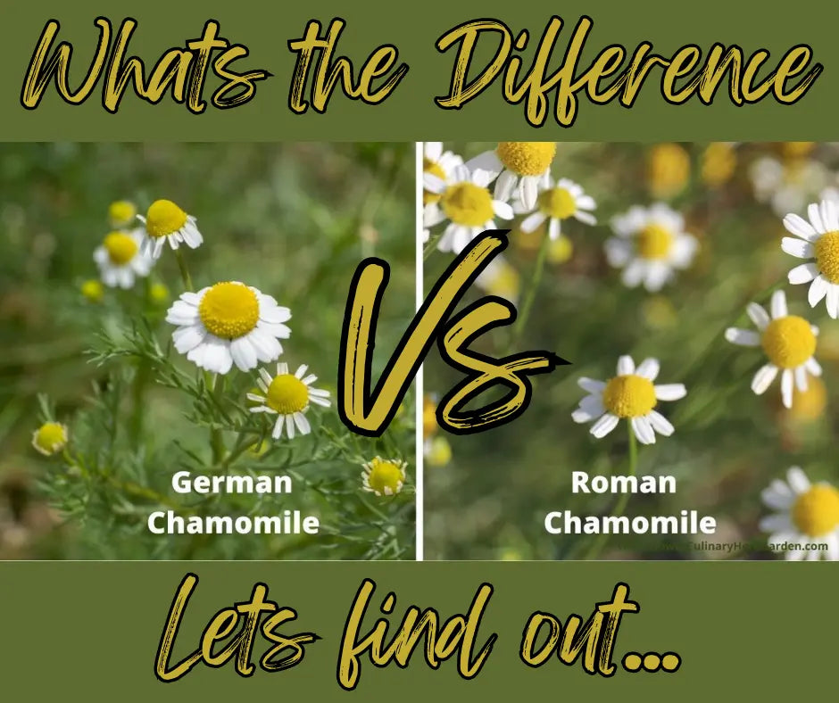 German-vs-Roman-Chamomile-Exploring-the-Difference Northridge Oak