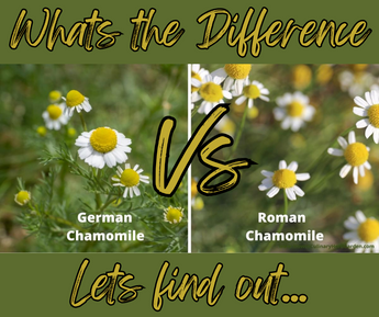 German vs Roman Chamomile: Exploring the Difference