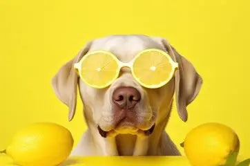 Dog with Lemon Essential Oil Sunglasses on 