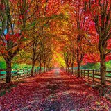 Fall Leaves - 100% Soy Wax Scented Candle - Northridge Oak