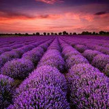 Lavender - 100% Soy Wax Scented Candle - Northridge Oak