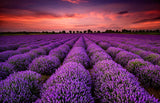 Lavender - 100% Soy Wax Scented Candle - Northridge Oak